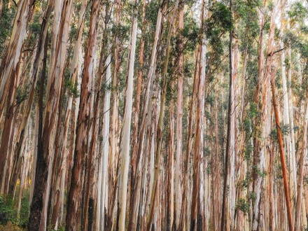 not see the forest for all the trees