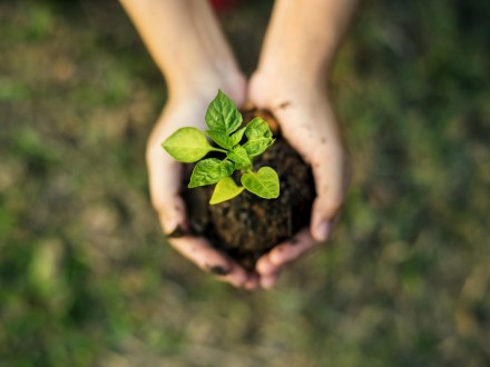 Hands holding a young plant growing from soil