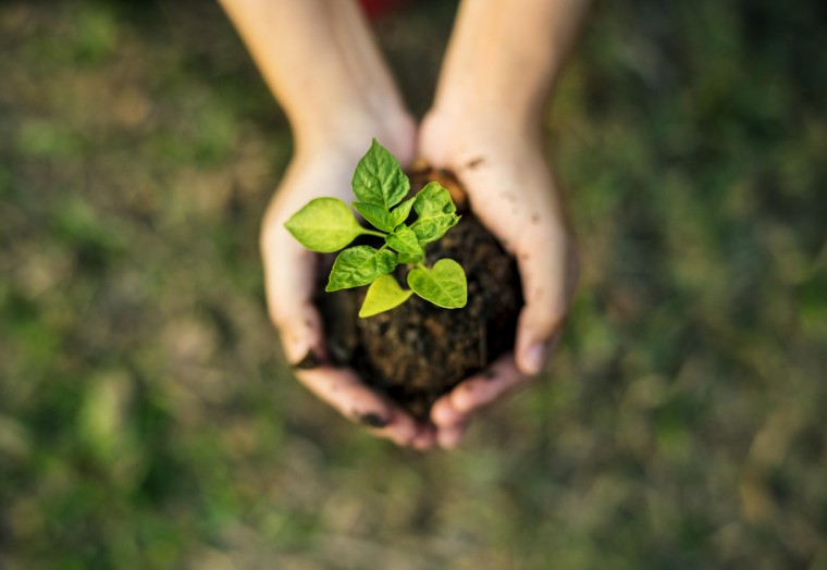 Hands holding a young plant growing from soil